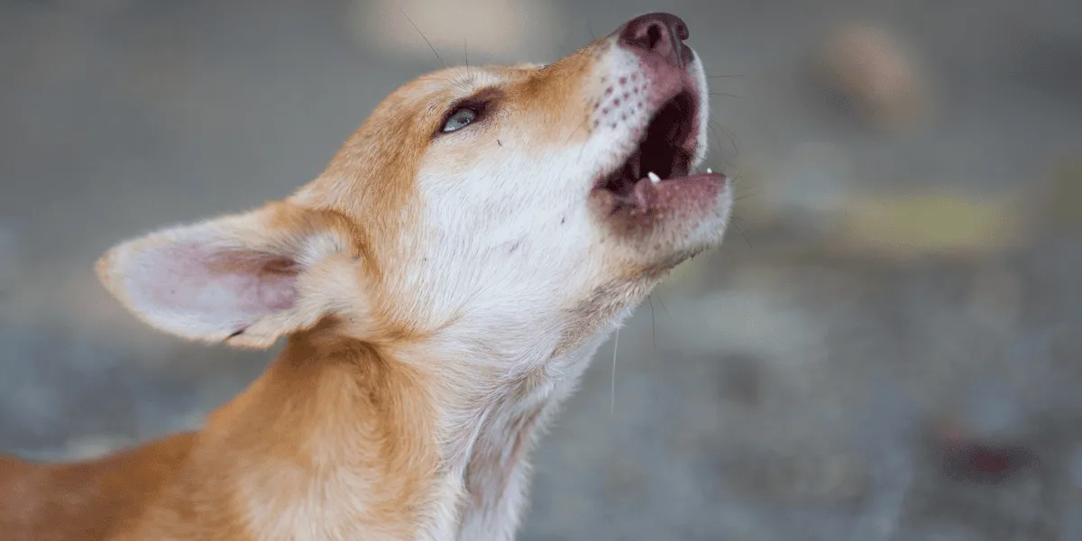Hurlement d'un coyote